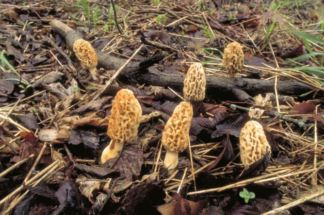 Hunting Spring Morels