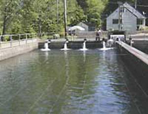 trask river hatchery salmon hole chinook prompts closure poor run fishing file tillamookheadlightherald