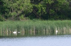 Bountiful Wildlife And Natural Areas At Ingham-High Wetland Complex