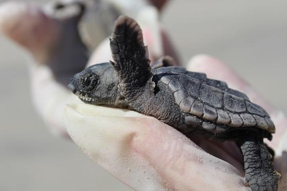 Keep Beach Lights Out To Protect Sea Turtle Hatchlings - The Rogue ...