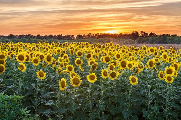 Missouri Is Expanding Sunflower Plantings At Columbia Bottom This ...