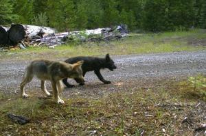 Oregon Wolf Plan Stakeholder Meeting Aug. 30 In The Dalles