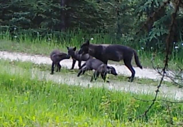 Lethal Action Authorized Against Old Profanity Territory Wolf Pack