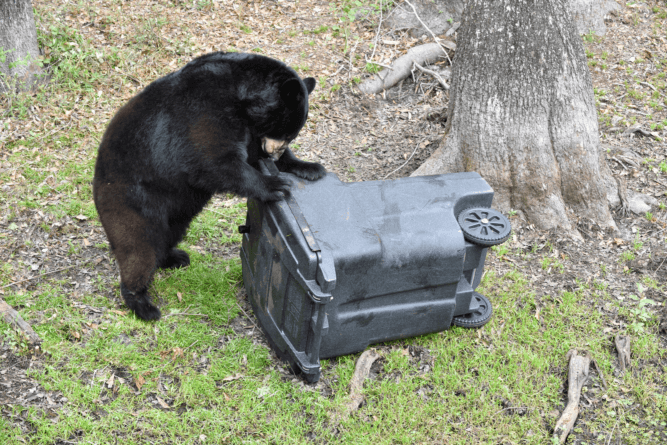 FWC Awards 10 Communities BearWise Funding To Reduce Conflicts