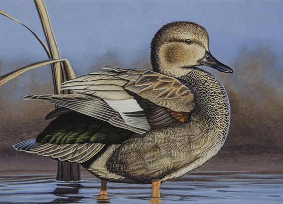 Cannon Falls Artist Wins Duck Stamp Contest - The Rogue Outdoorsman