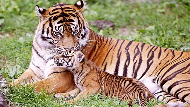 Nepal May Be First Country To Double Wild Tiger Population