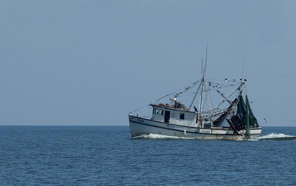 Georgia Shrimping Season To Close Monday