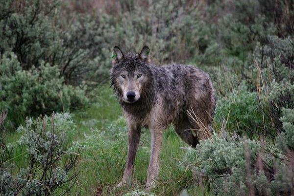 ODFW Presenting A Wolf Plan To Commissioners March 15