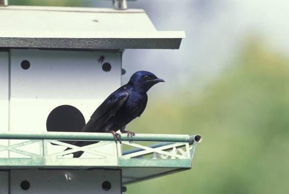 MDC Offering March 2 Program On Purple Martins