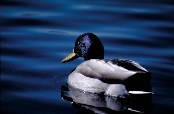 2019 Nebraska Waterfowl Seasons Set