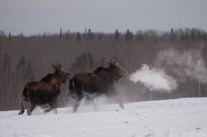 Northeastern Minnesota Moose Population Remains Low But Stable - The ...