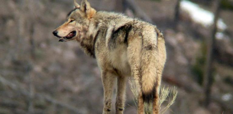 Draft Revised Oregon Wolf Plan Take; 977643087490