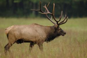 Sneak Peek Of Kentucky Elk Hunt Winners Set For May 18 - The Rogue ...