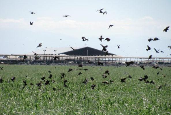 California Dairy Family Provides Habitat for 25,000 Imperiled Birds