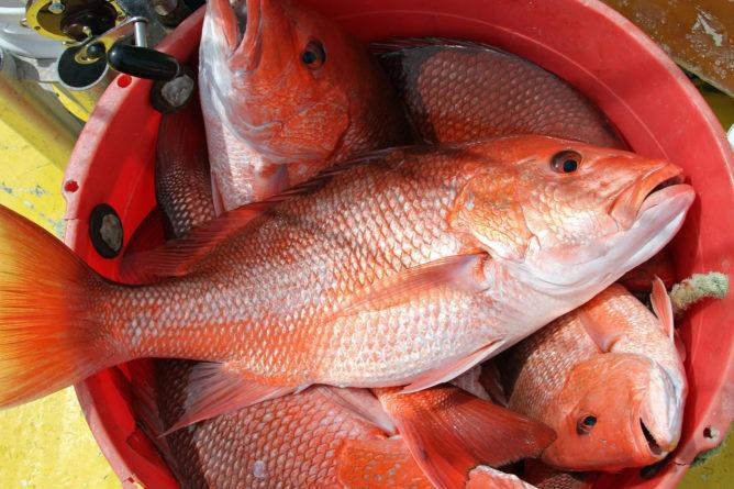 Alabama Opens for Red Snapper Fishing June 1