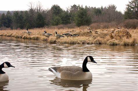 Canada goose hunting outlet season new york