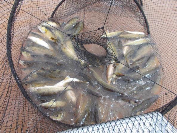 Walleye fishing opportunities abound on Lake Superior