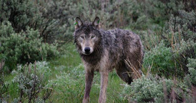 Controversial Oregon Wolf Plan Passes 6-1