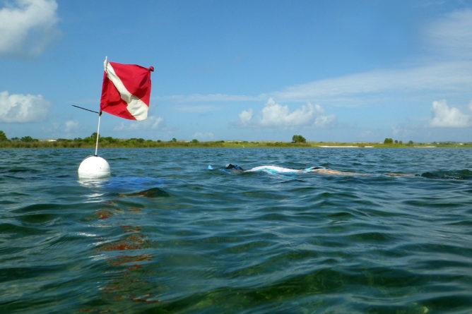 Florida Bay Scallop Season Starts June 15 In Dixie County