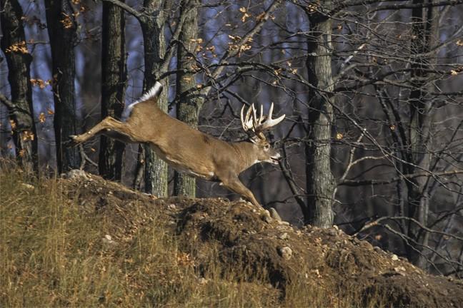 Oregon Deer Season Opens Oct 3