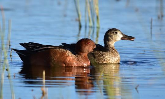 Trump Administration Announces More Than $130 Million in Public-Private Funding for Wetland Conservation Projects