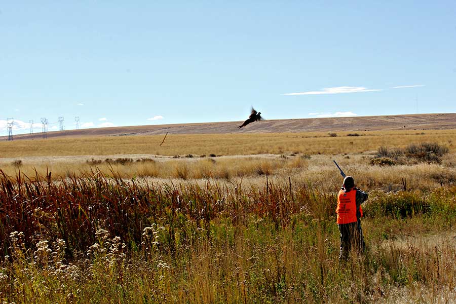 Major Oregon Bird Hunting Seasons Opening In October The Rogue