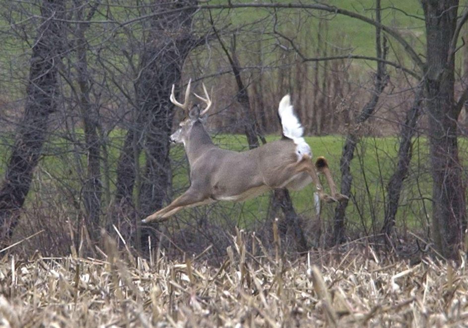 Michigan Firearm Deer Season Drives Tradition, Economic Gains The