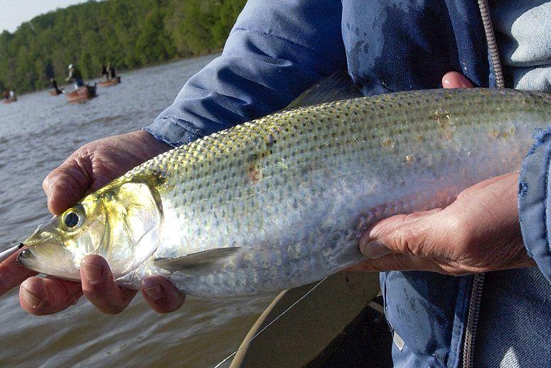 Georgia Shad Season Opens January 1