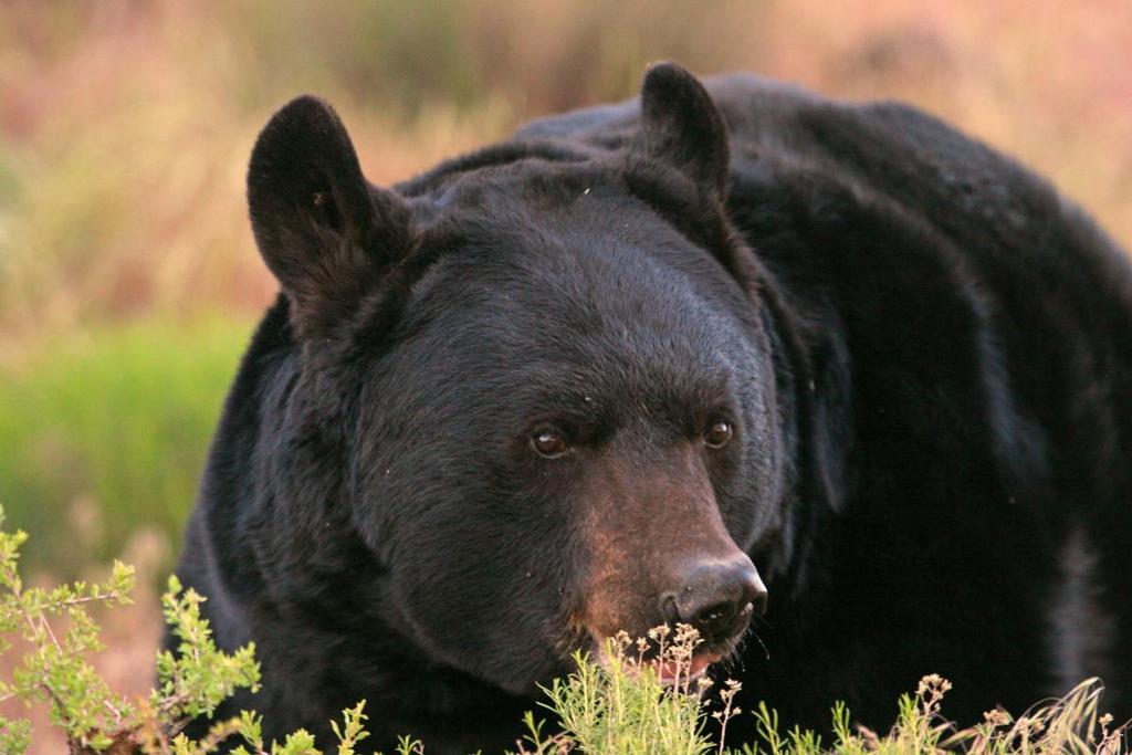 Utah Wildlife Board Increases 2020 Black Bear Permit Numbers