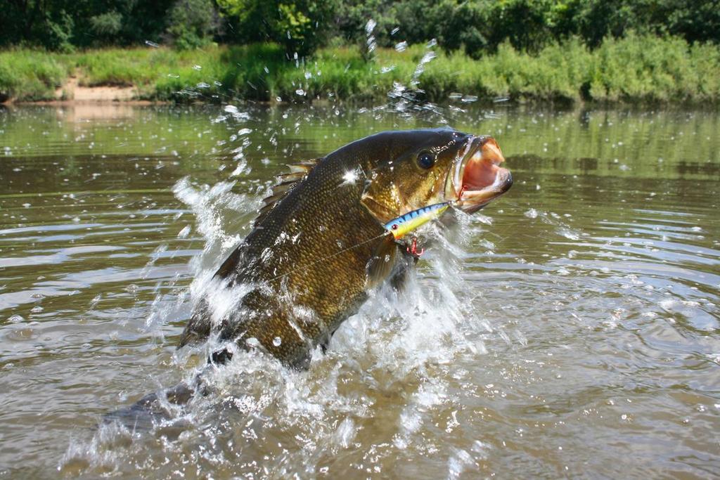 2019 Georgia Bass Slam Grand Prize Winner