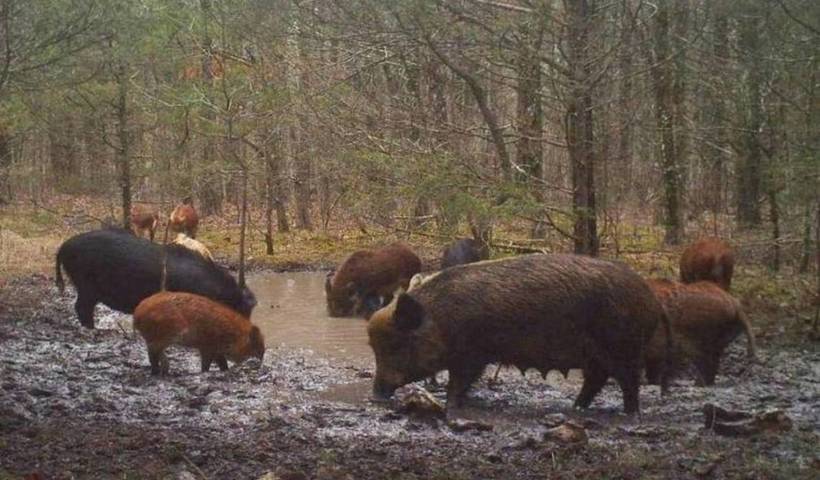 Missouri Private Land Feral Hog Hunting Continues In Spite Of Laughable Lies