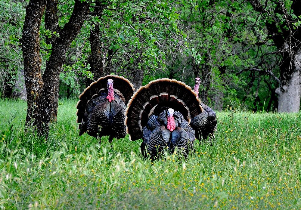 Drawings Available for Nearly 100 California Spring Wild Turkey Hunts