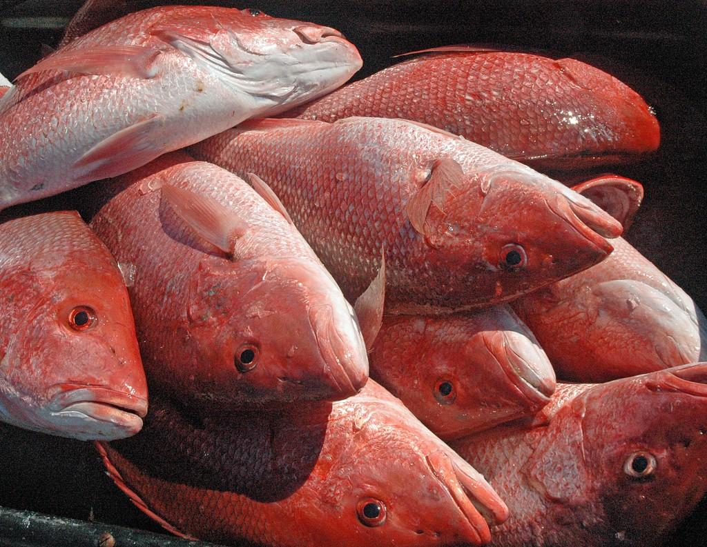 Alabama Red Snapper Season Opens May 22 The Rogue Outdoorsman