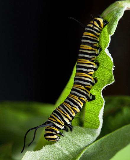 Which Milkweeds Do Monarch Butterflies Prefer? - The Rogue Outdoorsman