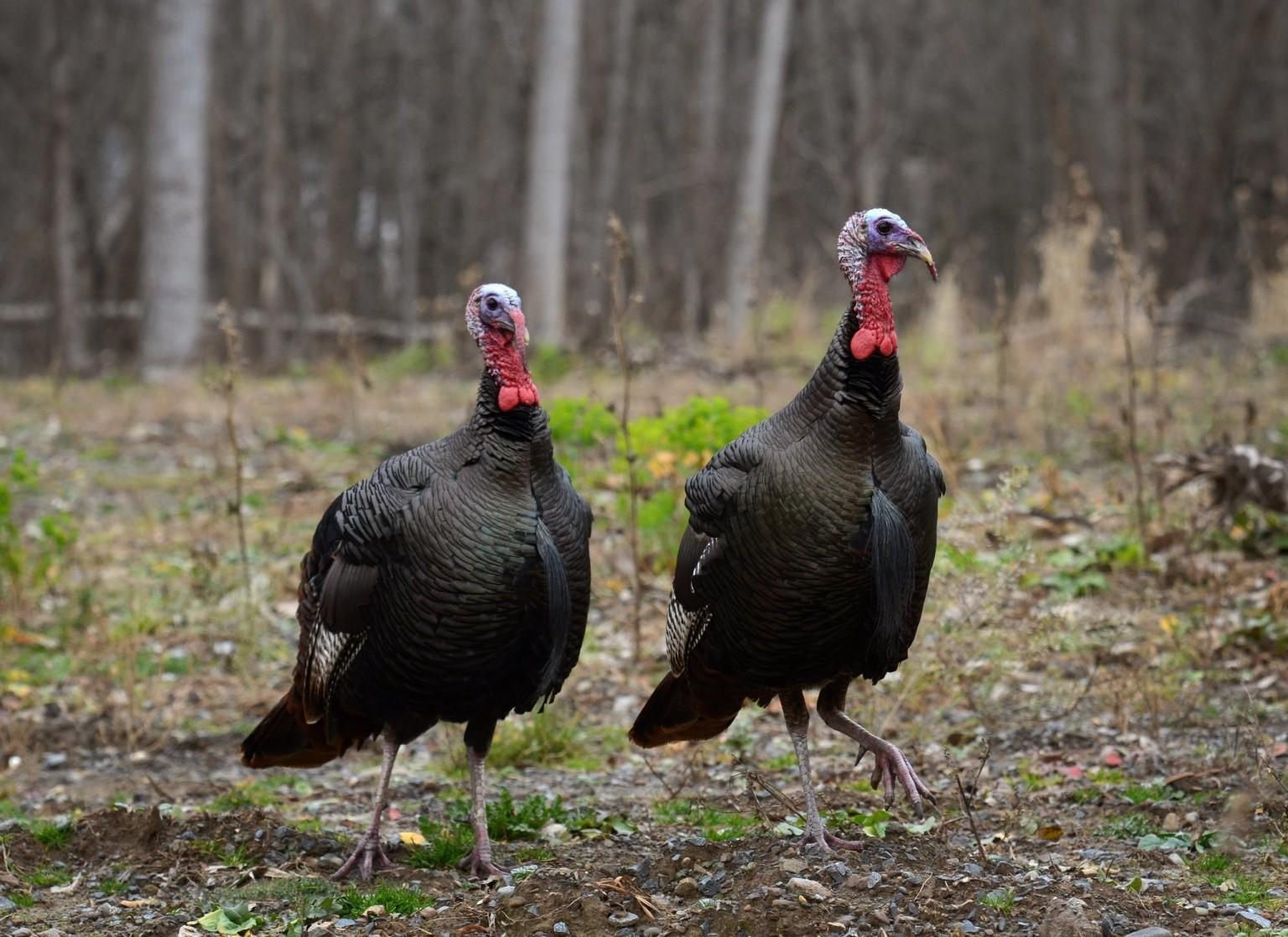 New York Spring Turkey Season Opens May 1 The Rogue Outdoorsman