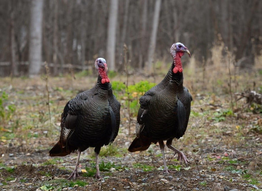 New York Spring Turkey Season Opens May 1 The Rogue Outdoorsman