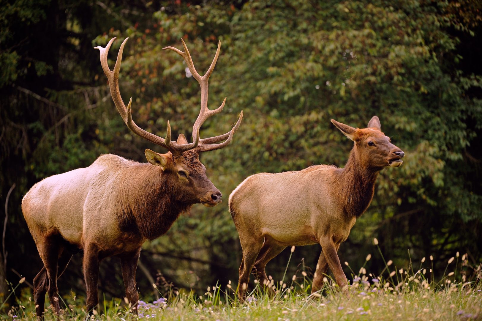 West Virginia Elk Herd Continues To Grow The Rogue Outdoorsman