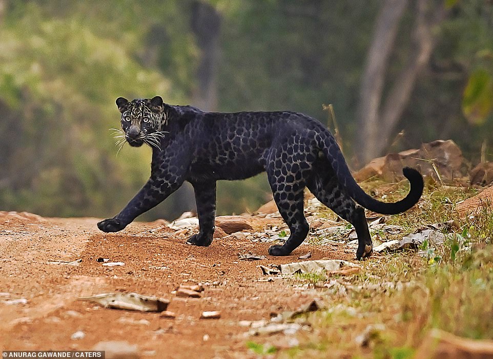 Rare Black Leopard Spotted In Indian National Park - The Rogue