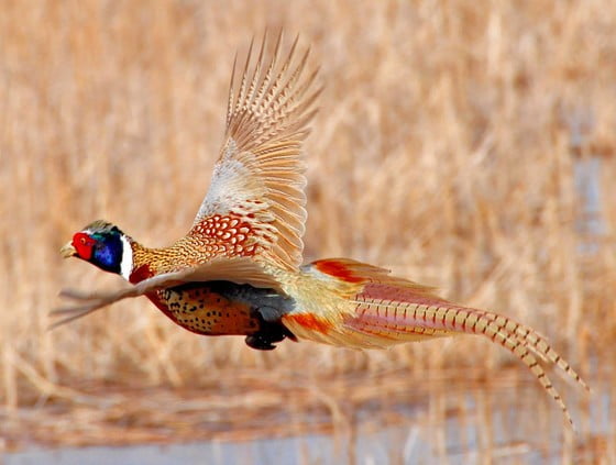 2020 Wisconsin Pheasant Season Opens Oct. 17 - The Rogue Outdoorsman