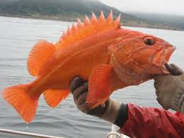 2021 Oregon Groundfish Regulations Set