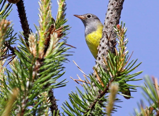 Wisconsin Increases Efforts To Protect At-Risk Songbird